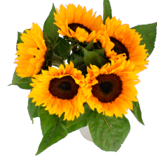 Zonnebloemen
